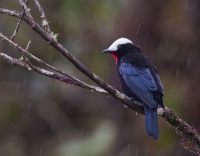 white-capped tanager <br> Sericossypha albocristata