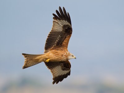 red kite (Milvus milvus)