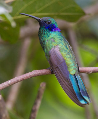 sparkling violetear  colibr rutilante  Colibri coruscans
