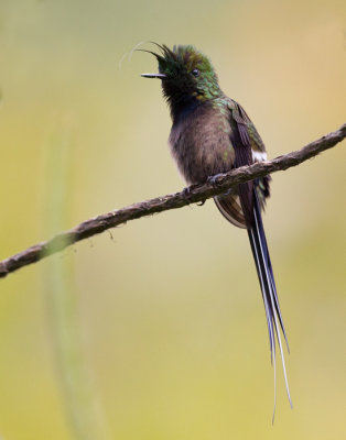 wire-crested thorntail  Popelairia popelairii