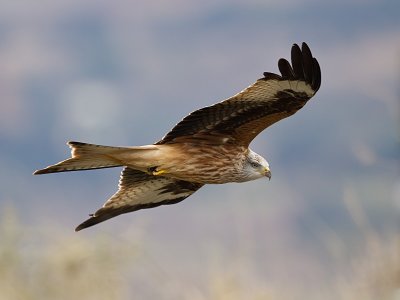 red kite  milano real  Milvus milvus