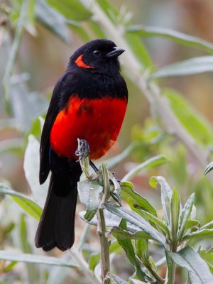 scarlet-bellied mountain-tanager  Anisognathus igniventris