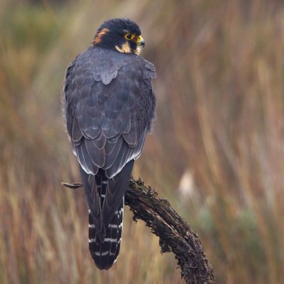 aplomado falcon  Falco femoralis