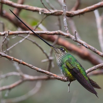 sword-billed hummingbird  Ensifera ensifera