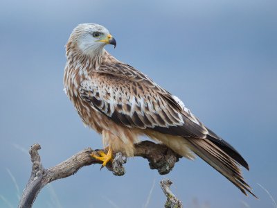 red kite  milano real  Milvus milvus