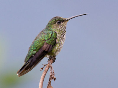 many-spotted hummingbird  Taphrospilus hypostictus