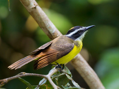 lesser kiskadee(Pitangus lictor)