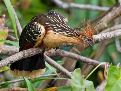 hoatzin  Opisthocomus hoazin