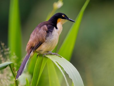 black-capped donacobius  Donacobius atricapilla