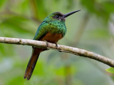 white-chinned jacamar  Galbula tombacea