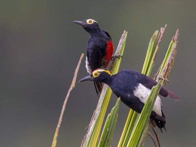 yellow-tufted woodpecker (Melanerpes cruentatus)