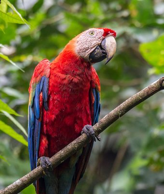 scarlet macaw <br> Ara macao
