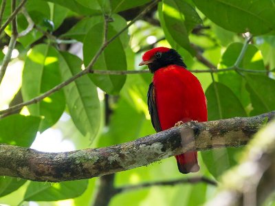 black-necked red-cotinga(Phoenicircus nigricollis)