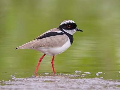 pied plover  Hoploxypterus cayanus