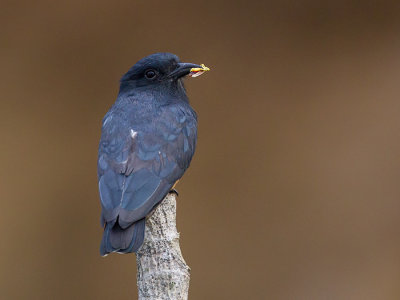 swallow-winged puffbird  Chelidoptera tenebrosa
