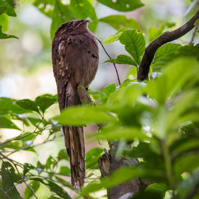 long-tailed potoo  Nyctibius aethereus
