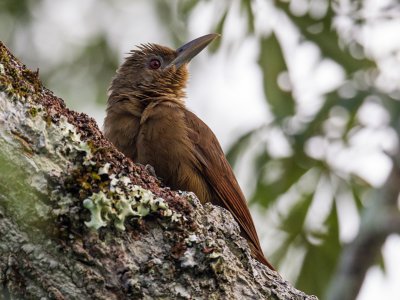 cinnamon-throated woodcreeper  Dendrexetastes rufigula