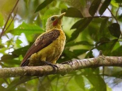 cream-colored woodpecker  Celeus flavus