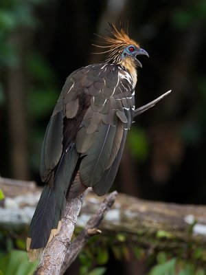 hoatzin  Opisthocomus hoazin