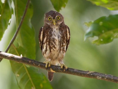 ferruginous pygmy owl  Glaucidum brasilianum  