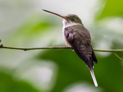 straight-billed hermit  Phaethornis bourcieri
