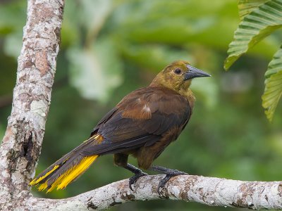 russet-backed oropendola  Psarocolius angustifrons