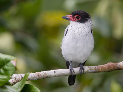 black-tailed tityra  Tityra cayana
