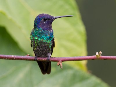 golden-tailed sapphire  Chrysuronia oenone