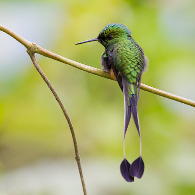 booted racket-tail  Ocreatus underwoodii