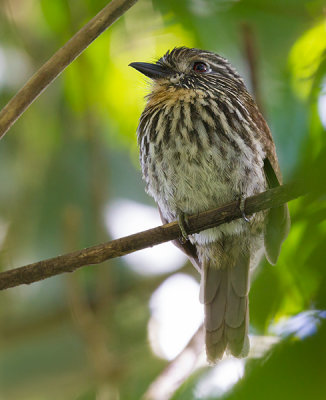 black-streaked puffbird  Malacoptila fulvogularis