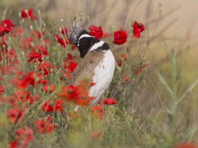 little bustard (male in display)  Tetrax tetrax