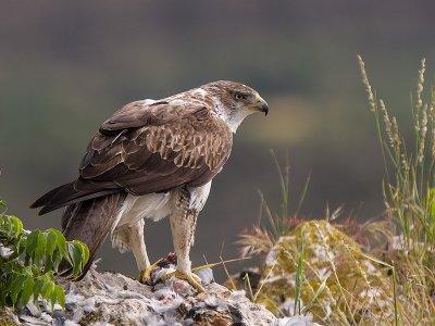Bonellis eagle <br> Hieraaetus fasciatus