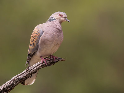 turtle dove <br> Streptopelia turtur