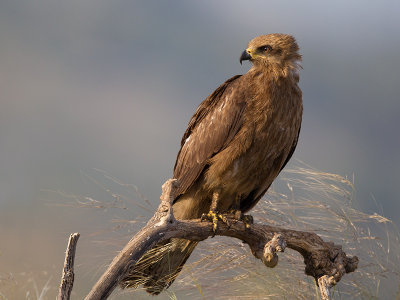 black kite <br> Milvus migrans