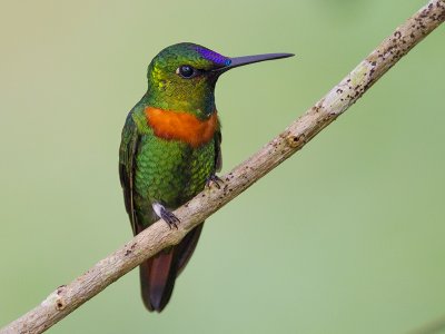 Gould's jewelfront  Heliodoxa aurescens