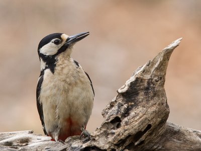 great spotted woodpecker  Dendrocopos major