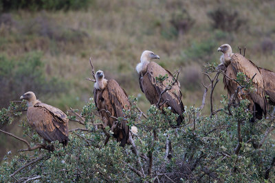 griffon vulture  buitre leonado  Gyps fulvus