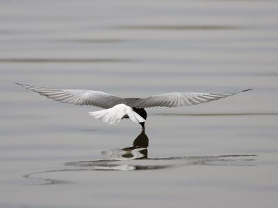 white-winged tern
