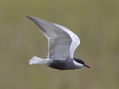 whiskered tern