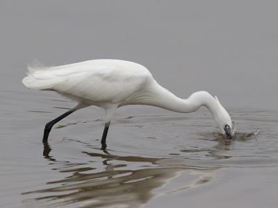 little egret