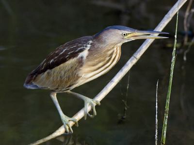 little bittern