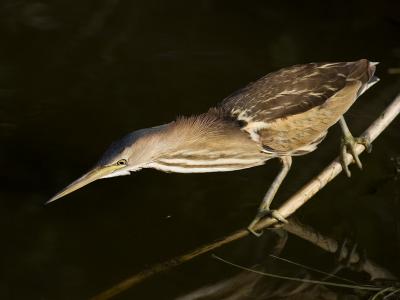 little bittern