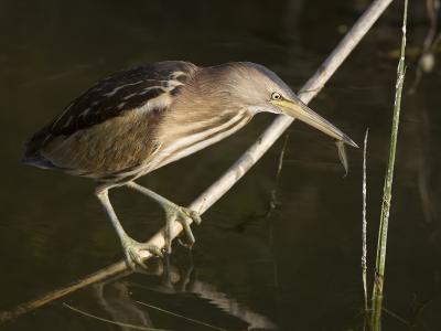 little bittern