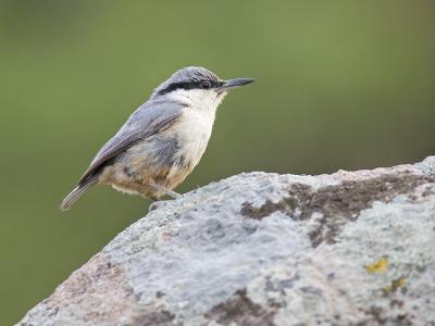 western rock nuthatch