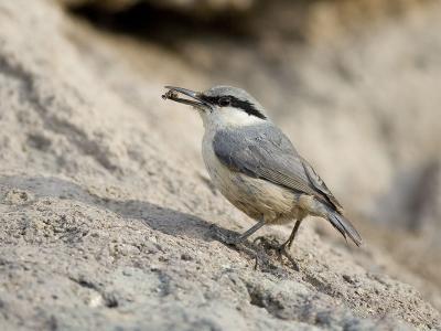 western rock nuthatch