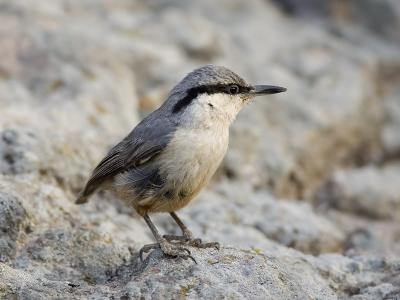 western rock nuthatch