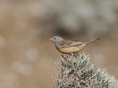 cretzschmar's bunting