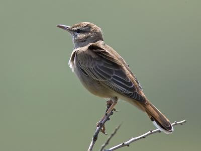 rufous-tailed scrub robin