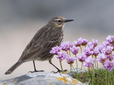 rock pipit