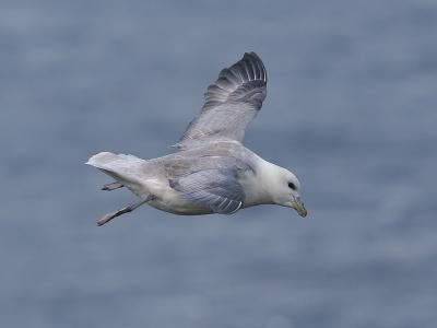 fulmar